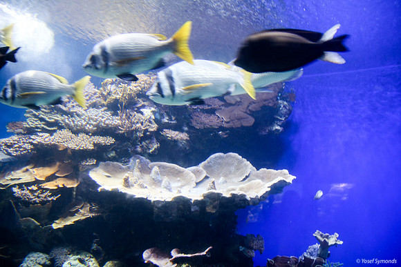 Fish of Underwater Observatory Eilat 5