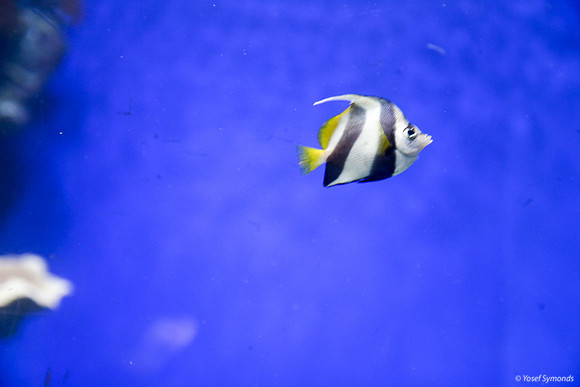 Fish of Underwater Observatory Eilat 6