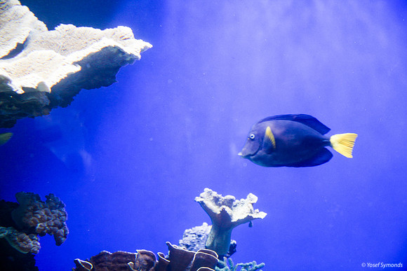 Fish of Underwater Observatory Eilat 7