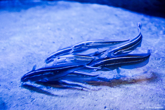 Fish of Underwater Observatory Eilat 8