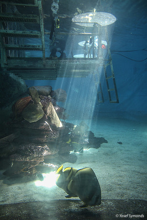 Underwater Access Platform - Eilat Observatory 4