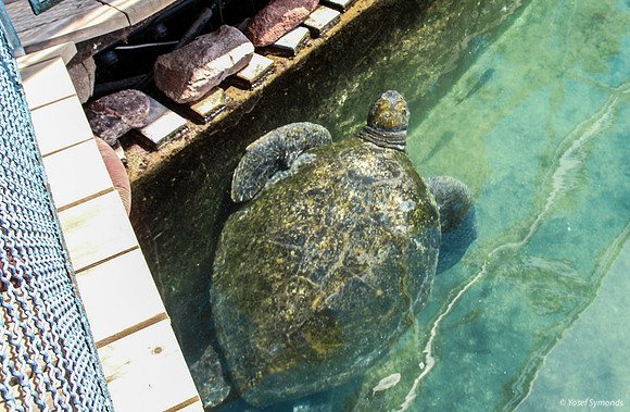 Turtle in Outside Pool 1
