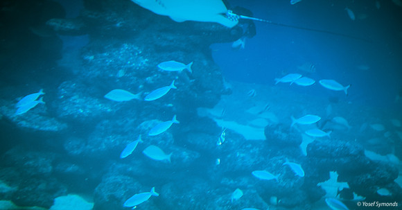 Fish of Underwater Observatory Eilat 9
