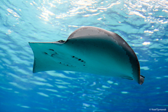 Stingray at Eilat Observatory 1