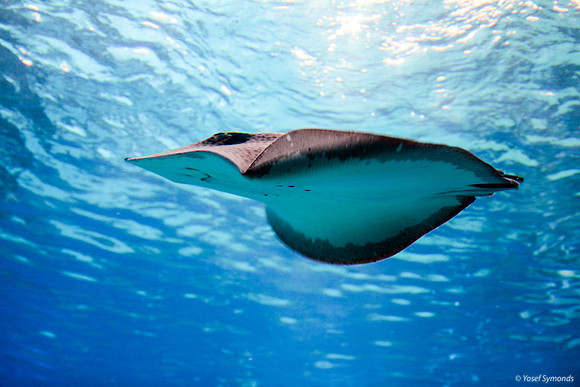 Stingray at Eilat Observatory 2
