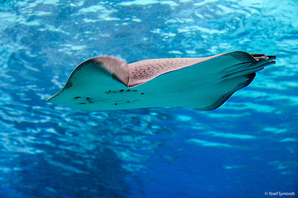 Stingray at Eilat Observatory 3