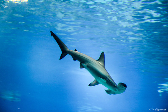 Hammerhead Shark at Eilat Observatory 1