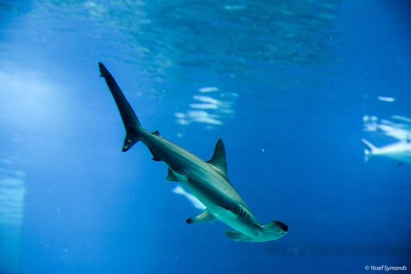 Hammerhead Shark at Eilat Observatory 2