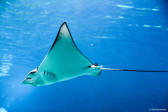 Stingray at Eilat Observatory 4