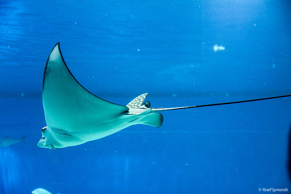 Stingray at Eilat Observatory 5