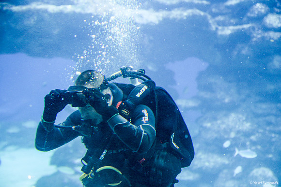 Diver in Aquarium 1