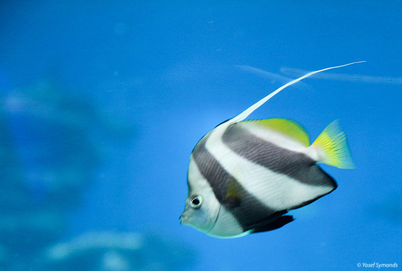 Fish of Underwater Observatory Eilat 10