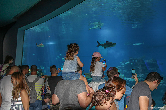 Observers of the Underwater 16