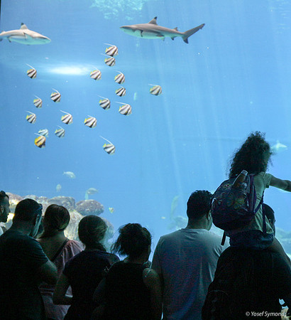 Observers of the Underwater 17