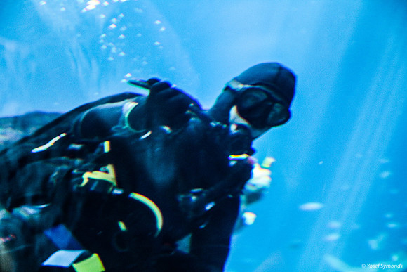 170829-Underwater_Obs_Eilat -6155-2