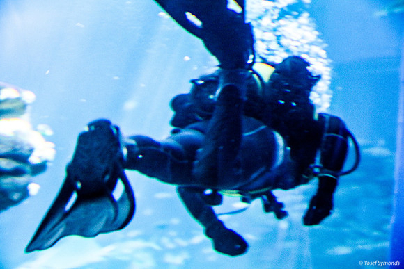 Diver in Aquarium 3
