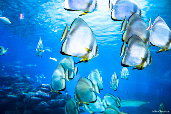 Fish of Underwater Observatory Eilat 11