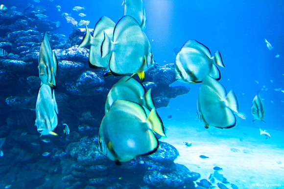 Fish of Underwater Observatory Eilat 12