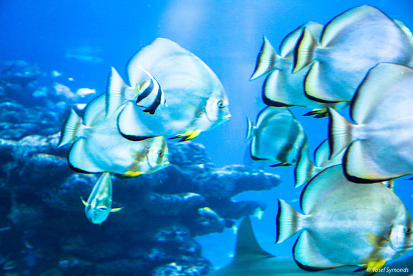 Fish of Underwater Observatory Eilat 13