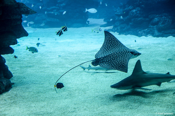 Stingray and Shark at Eilat Observatory 1