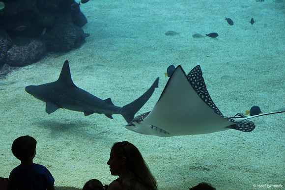 Observers of the Underwater 29