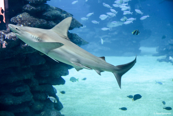 Shark at Eilat Observatory 1