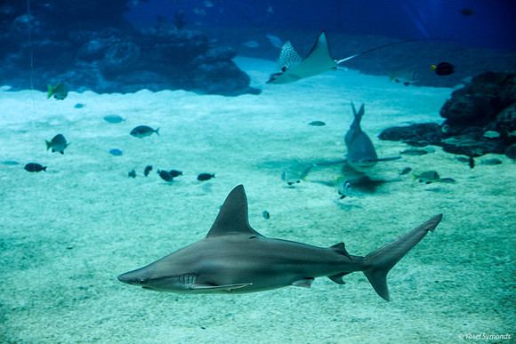 Shark at Eilat Observatory 2