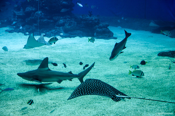 Stingrays and Sharks at Eilat Observatory 2