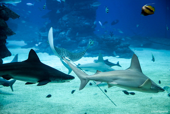 Stingray and Sharks at Eilat Observatory 2