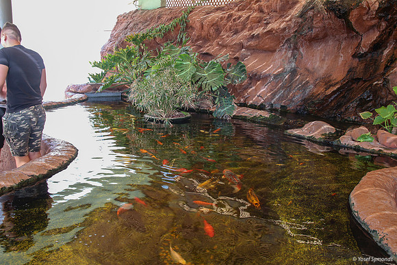 Koi Fish - Underwater Observatory Eilat 1