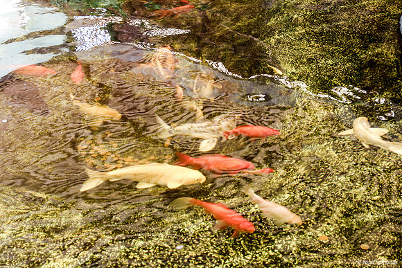 Koi Fish - Underwater Observatory Eilat 2