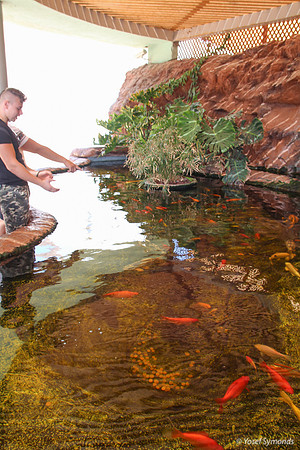 Koi Fish - Underwater Observatory Eilat 3