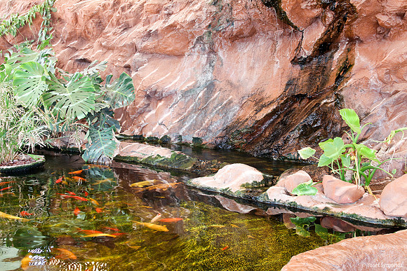 Koi Fish - Underwater Observatory Eilat 4