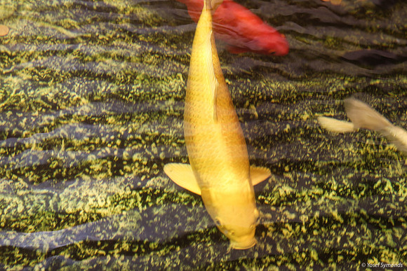 Koi Fish - Underwater Observatory Eilat 5