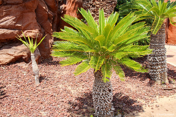 Palms at Observatory