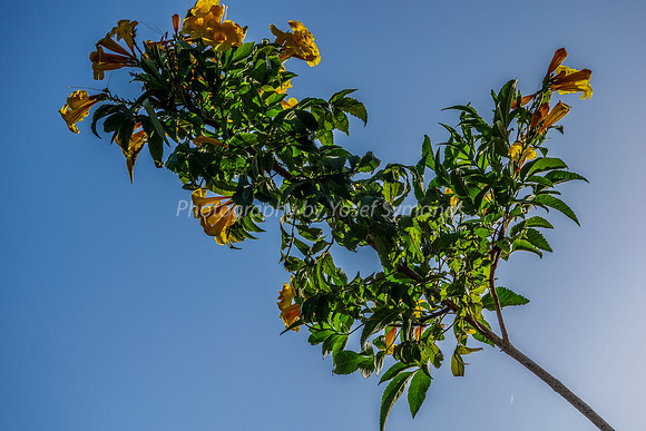 Flowers at Snir 4
