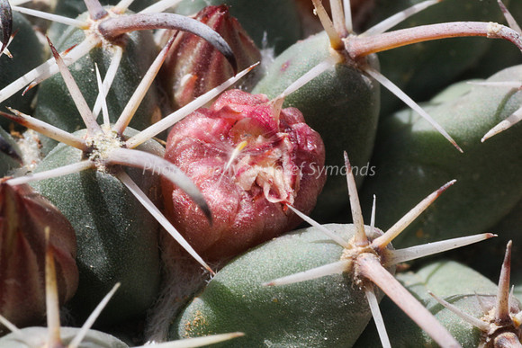 170414-CactusGarden-9999_15-2