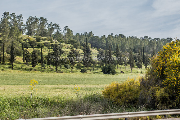 Fields in Ella Valley 4
