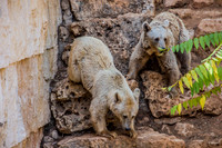 Biblical Bears 180905-3