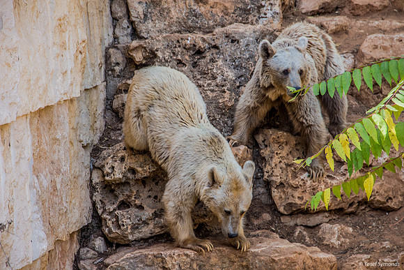 Biblical Bears 180905-3
