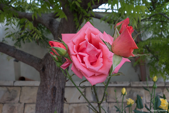 Rose 190507-1