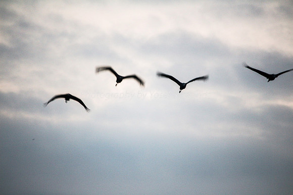 N-Cranes in Hula