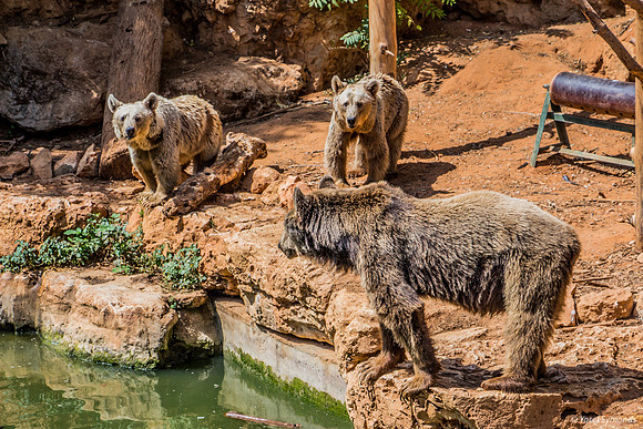 Biblical Bears 180905-1