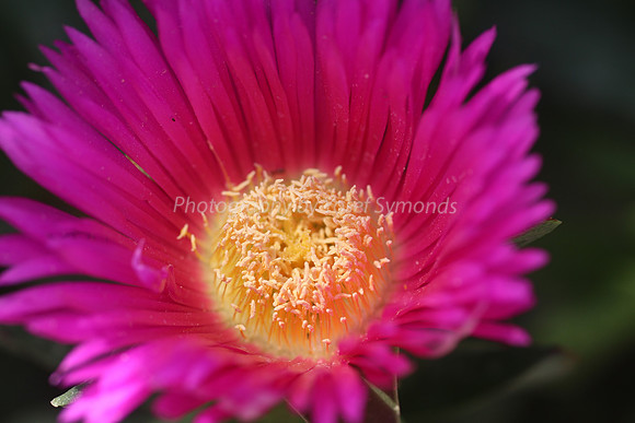170414-CactusGarden-9999_4-2