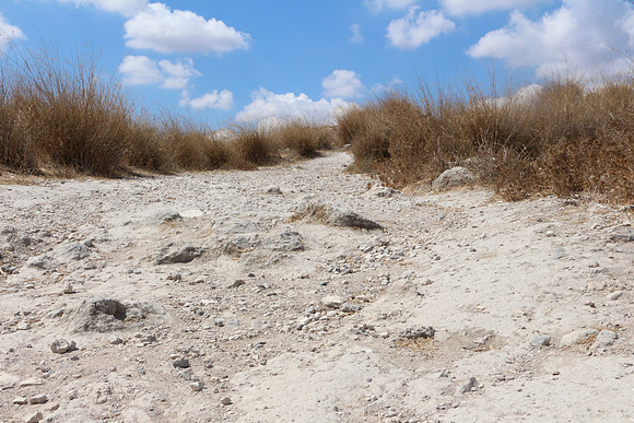 Windswept Path 1