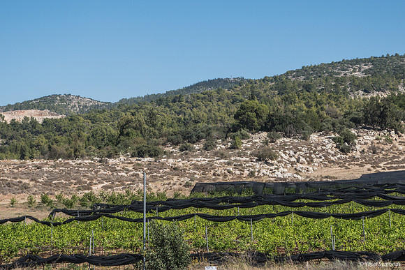 Crops in Beit Shemesh 1