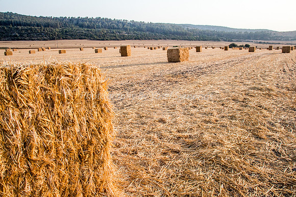 Haystacks in Field 170721-34