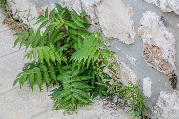 Growth Out of Cracks  on Har Habayit  1