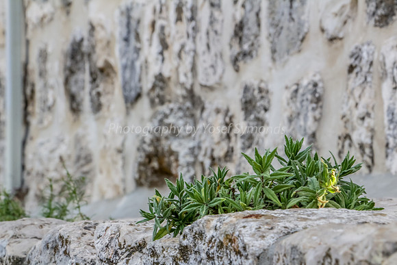 Growth Out of Cracks  on Har Habayit  2
