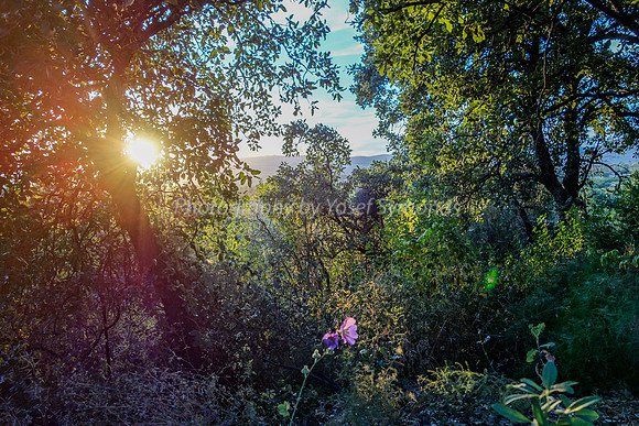 Through the Enchanted Foliage 1